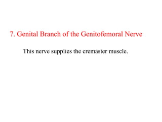 7. Genital Branch of the Genitofemoral Nerve
This nerve supplies the cremaster muscle.

 