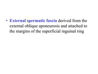 • External spermatic fascia derived from the
external oblique aponeurosis and attached to
the margins of the superficial inguinal ring

 