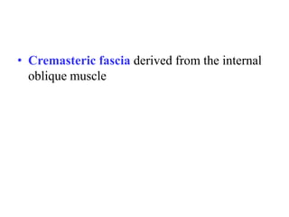 • Cremasteric fascia derived from the internal
oblique muscle

 