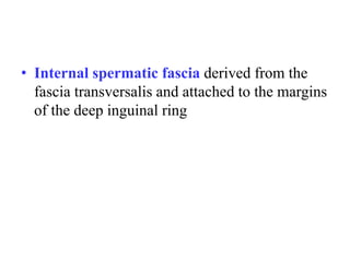 • Internal spermatic fascia derived from the
fascia transversalis and attached to the margins
of the deep inguinal ring

 