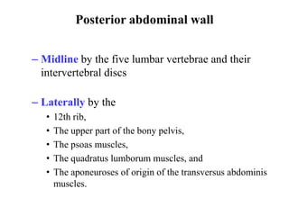 Posterior abdominal wall
– Midline by the five lumbar vertebrae and their
intervertebral discs
– Laterally by the
•
•
•
•
•

12th rib,
The upper part of the bony pelvis,
The psoas muscles,
The quadratus lumborum muscles, and
The aponeuroses of origin of the transversus abdominis
muscles.

 