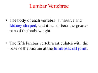Lumbar Vertebrae
• The body of each vertebra is massive and
kidney shaped, and it has to bear the greater
part of the body weight.

• The fifth lumbar vertebra articulates with the
base of the sacrum at the lumbosacral joint.

 