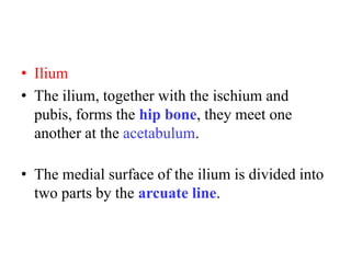 • Ilium
• The ilium, together with the ischium and
pubis, forms the hip bone, they meet one
another at the acetabulum.
• The medial surface of the ilium is divided into
two parts by the arcuate line.

 