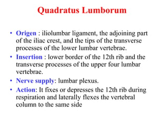 Quadratus Lumborum
• Origen : iliolumbar ligament, the adjoining part
of the iliac crest, and the tips of the transverse
processes of the lower lumbar vertebrae.
• Insertion : lower border of the 12th rib and the
transverse processes of the upper four lumbar
vertebrae.
• Nerve supply: lumbar plexus.
• Action: It fixes or depresses the 12th rib during
respiration and laterally flexes the vertebral
column to the same side

 