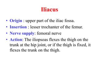 Iliacus
•
•
•
•

Origin : upper part of the iliac fossa.
Insertion : lesser trochanter of the femur.
Nerve supply: femoral nerve
Action: The iliopsoas flexes the thigh on the
trunk at the hip joint, or if the thigh is fixed, it
flexes the trunk on the thigh.

 
