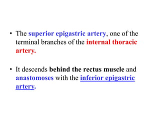 • The superior epigastric artery, one of the
terminal branches of the internal thoracic
artery.

• It descends behind the rectus muscle and
anastomoses with the inferior epigastric
artery.

 
