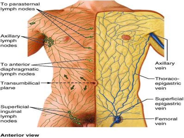Lymphatic drainage of anterior abdominal wall Clearance