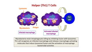 Th1 Function Lect 2 cells of immune system rmc 2016 | PPTX
