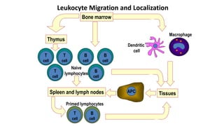 Lect 2 cells of immune system rmc 2016 | PPTX