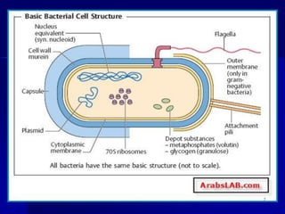 Prokaryotic cell (structure and function) | PDF