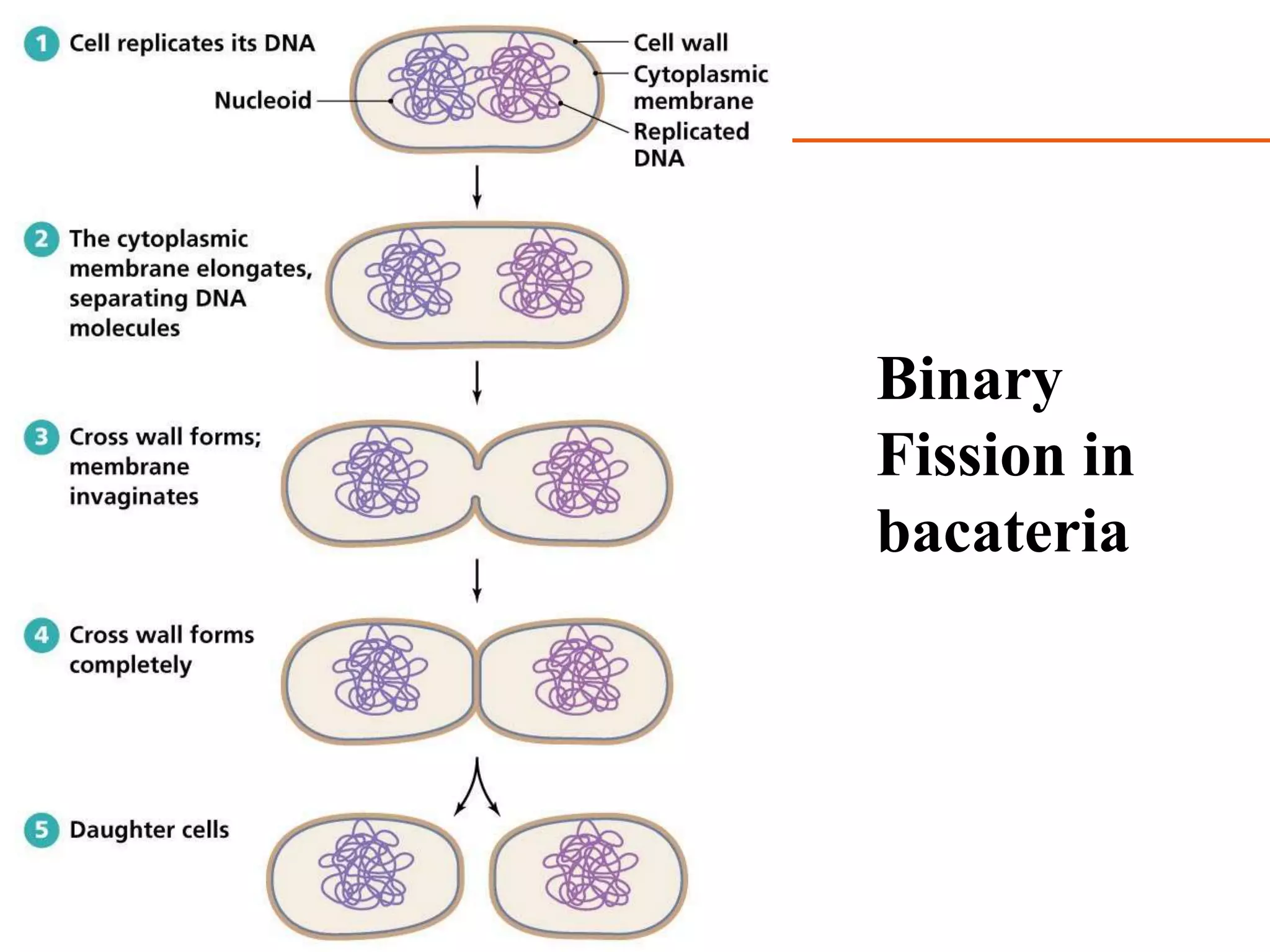 Copyright © 2006 Pearson Education, Inc., publishing as Benjamin Cummings
Binary
Fission in
bacateria
 
