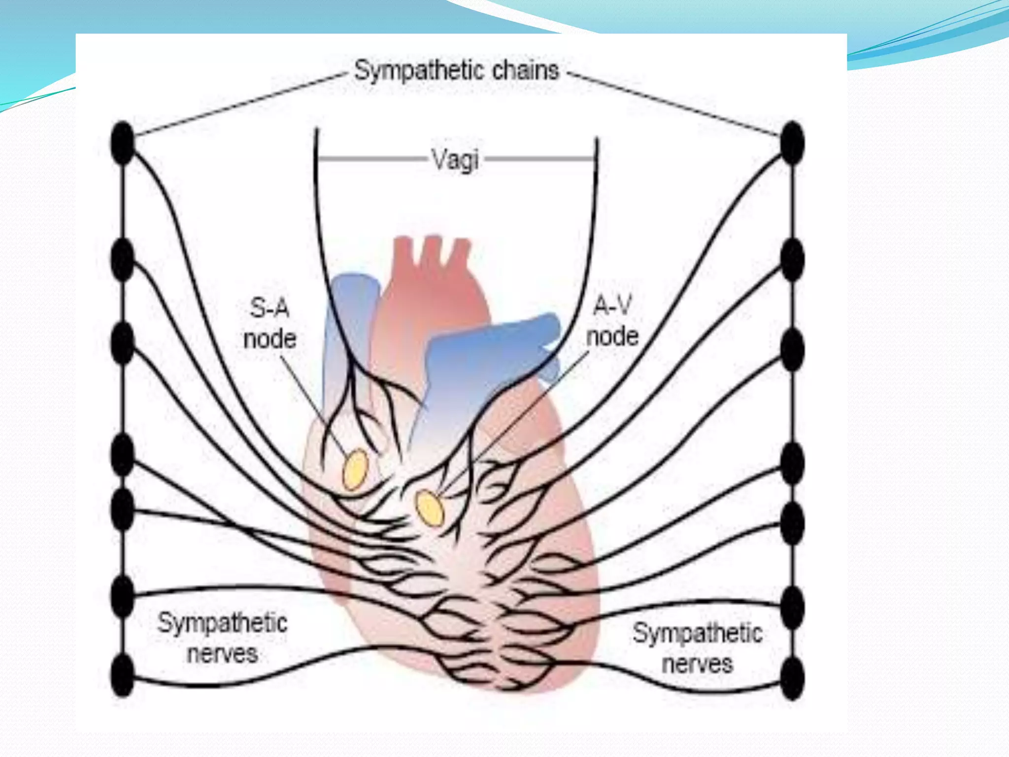 cardiac output, | PPTX