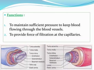  Functions :
1. To maintain sufficient pressure to keep blood
flowing through the blood vessels.
2. To provide force of filtration at the capillaries.
 