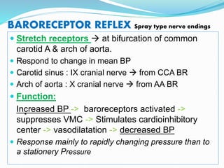 BARORECEPTOR REFLEX Spray type nerve endings
 Stretch receptors  at bifurcation of common
carotid A & arch of aorta.
 Respond to change in mean BP
 Carotid sinus : IX cranial nerve  from CCA BR
 Arch of aorta : X cranial nerve  from AA BR
 Function:
Increased BP -> baroreceptors activated ->
suppresses VMC -> Stimulates cardioinhibitory
center -> vasodilatation -> decreased BP
 Response mainly to rapidly changing pressure than to
a stationery Pressure
 