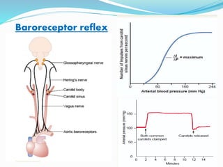 Baroreceptor reflex
 