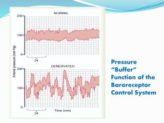 Pressure
“Buffer”
Function of the
Baroreceptor
Control System
 