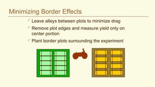Minimizing Border Effects
 Leave alleys between plots to minimize drag
 Remove plot edges and measure yield only on
center portion
 Plant border plots surrounding the experiment
 