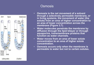 Osmosis Osmosis is the net movement of a solvent through a selectively permeable membrane, or in living systems, the movement of water (the solute) from an area of higher concentration to an area of lower concentration across the membrane (Figure 3.7).  Water molecules penetrate the membrane by diffusion through the lipid bilayer or through aquaporins, transmembrane proteins that function as water channels. Water moves from an area of lower solute concentration to an area of higher solute concentration. Osmosis occurs only when the membrane is permeable to water but not to certain solutes. 