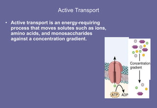 Active Transport Active transport is an energy-requiring process that moves solutes such as ions, amino acids, and monosaccharides against a concentration gradient.  