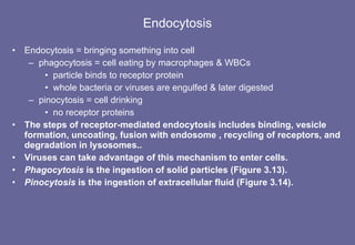 Endocytosis Endocytosis = bringing something into cell phagocytosis = cell eating by macrophages & WBCs particle binds to receptor protein whole bacteria or viruses are engulfed & later digested pinocytosis = cell drinking no receptor proteins The steps of receptor-mediated endocytosis includes binding, vesicle formation, uncoating, fusion with endosome , recycling of receptors, and degradation in lysosomes.. Viruses can take advantage of this mechanism to enter cells. Phagocytosis  is the ingestion of solid particles (Figure 3.13). Pinocytosis  is the ingestion of extracellular fluid (Figure 3.14). 