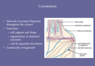 Cytoskeleton Network of protein filaments throughout the cytosol Functions cell support and shape  organization of chemical reactions cell & organelle movement Continually reorganized 