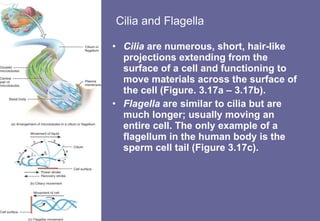Cilia and Flagella Cilia  are numerous, short, hair-like projections extending from the surface of a cell and functioning to move materials across the surface of the cell (Figure. 3.17a – 3.17b). Flagella  are similar to cilia but are much longer; usually moving an entire cell. The only example of a flagellum in the human body is the sperm cell tail (Figure 3.17c). 
