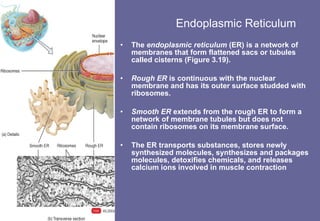 Endoplasmic Reticulum The  endoplasmic reticulum  (ER) is a network of membranes that form flattened sacs or tubules called cisterns (Figure 3.19). Rough ER  is continuous with the nuclear membrane and has its outer surface studded with ribosomes. Smooth ER  extends from the rough ER to form a network of membrane tubules but does not contain ribosomes on its membrane surface. The ER transports substances, stores newly synthesized molecules, synthesizes and packages molecules, detoxifies chemicals, and releases calcium ions involved in muscle contraction 