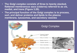 The  Golgi complex  consists of three to twenty stacked, flattened membranous sacs (cisterns) referred to as cis, medial, and trans (Figure 3.20). The principal function of the Golgi complex is to process, sort, and deliver proteins and lipids to the plasma membrane, lysosomes, and secretory vesicles Golgi Complex 