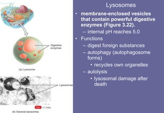 Lysosomes membrane-enclosed vesicles that contain powerful digestive enzymes (Figure 3.22). internal pH reaches 5.0 Functions digest foreign substances autophagy (autophagosome forms) recycles own organelles autolysis lysosomal damage after death 