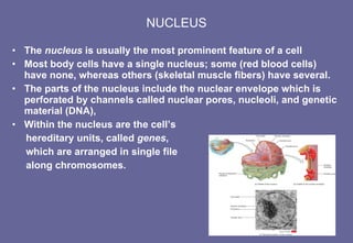 NUCLEUS The  nucleus  is usually the most prominent feature of a cell Most body cells have a single nucleus; some (red blood cells) have none, whereas others (skeletal muscle fibers) have several. The parts of the nucleus include the nuclear envelope which is perforated by channels called nuclear pores, nucleoli, and genetic material (DNA), Within the nucleus are the cell’s  hereditary units, called  genes ,  which are arranged in single file  along chromosomes. 