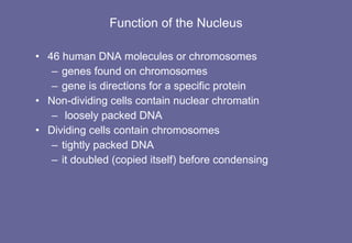 Function of the Nucleus 46 human DNA molecules or chromosomes  genes found on chromosomes gene is directions for a specific protein Non-dividing cells contain nuclear chromatin loosely packed DNA Dividing cells contain chromosomes tightly packed DNA it doubled (copied itself) before condensing 
