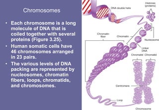 Chromosomes Each chromosome is a long molecule of DNA that is coiled together with several proteins (Figure 3.25). Human somatic cells have 46 chromosomes arranged in 23 pairs. The various levels of DNA packing are represented by nucleosomes, chromatin fibers, loops, chromatids, and chromosomes. 