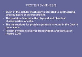 PROTEIN SYNTHESIS Much of the cellular machinery is devoted to synthesizing large numbers of diverse proeins. The proteins determine the physical and chemical characteristics of cells. The instructions for protein synthesis is found in the DNA in the nucleus. Protein synthesis involves transcription and translation (Figure 3.26). 