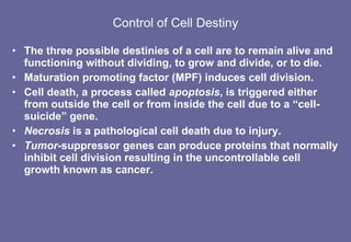 Control of Cell Destiny The three possible destinies of a cell are to remain alive and functioning without dividing, to grow and divide, or to die. Maturation promoting factor (MPF) induces cell division. Cell death, a process called  apoptosis , is triggered either from outside the cell or from inside the cell due to a “cell-suicide” gene. Necrosis  is a pathological cell death due to injury. Tumor -suppressor genes can produce proteins that normally inhibit cell division resulting in the uncontrollable cell growth known as cancer. 