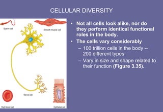 CELLULAR DIVERSITY Not all cells look alike, nor do they perform identical functional roles in the body. The cells vary considerably  100 trillion cells in the body -- 200 different types Vary in size and shape related to their function  (Figure 3.35). 