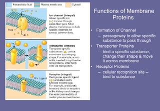 Functions of Membrane Proteins   Formation of Channel passageway to allow specific substance to pass through Transporter Proteins bind a specific substance, change their shape & move it across membrane Receptor Proteins cellular recognition site -- bind to substance  