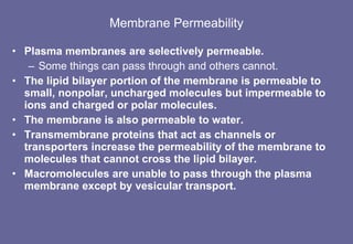 Membrane Permeability Plasma membranes are selectively permeable. Some things can pass through and others cannot. The lipid bilayer portion of the membrane is permeable to small, nonpolar, uncharged molecules but impermeable to ions and charged or polar molecules.  The membrane is also permeable to water. Transmembrane proteins that act as channels or transporters increase the permeability of the membrane to molecules that cannot cross the lipid bilayer. Macromolecules are unable to pass through the plasma membrane except by vesicular transport. 