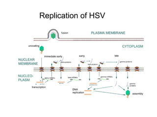 Replication of HSV
 