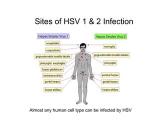 Sites of HSV 1 & 2 Infection
Almost any human cell type can be infected by HSV
 