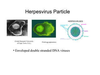Herpesvirus Particle
• Enveloped double stranded DNA viruses
(Linda Stannard, University
of Cape Town, S.A.)
Fried-egg appearance
 