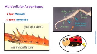 Molting Graph Insect Molting In Insects Ppt