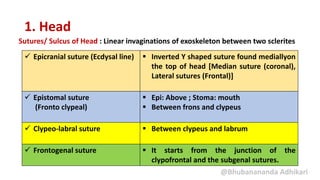 Sutures/ Sulcus of Head : Linear invaginations of exoskeleton between two sclerites
@Bhubanananda Adhikari
1. Head
 Epicranial suture (Ecdysal line)  Inverted Y shaped suture found mediallyon
the top of head [Median suture (coronal),
Lateral sutures (Frontal)]
 Epistomal suture
(Fronto clypeal)
 Epi: Above ; Stoma: mouth
 Between frons and clypeus
 Clypeo-labral suture  Between clypeus and labrum
 Frontogenal suture  It starts from the junction of the
clypofrontal and the subgenal sutures.
 