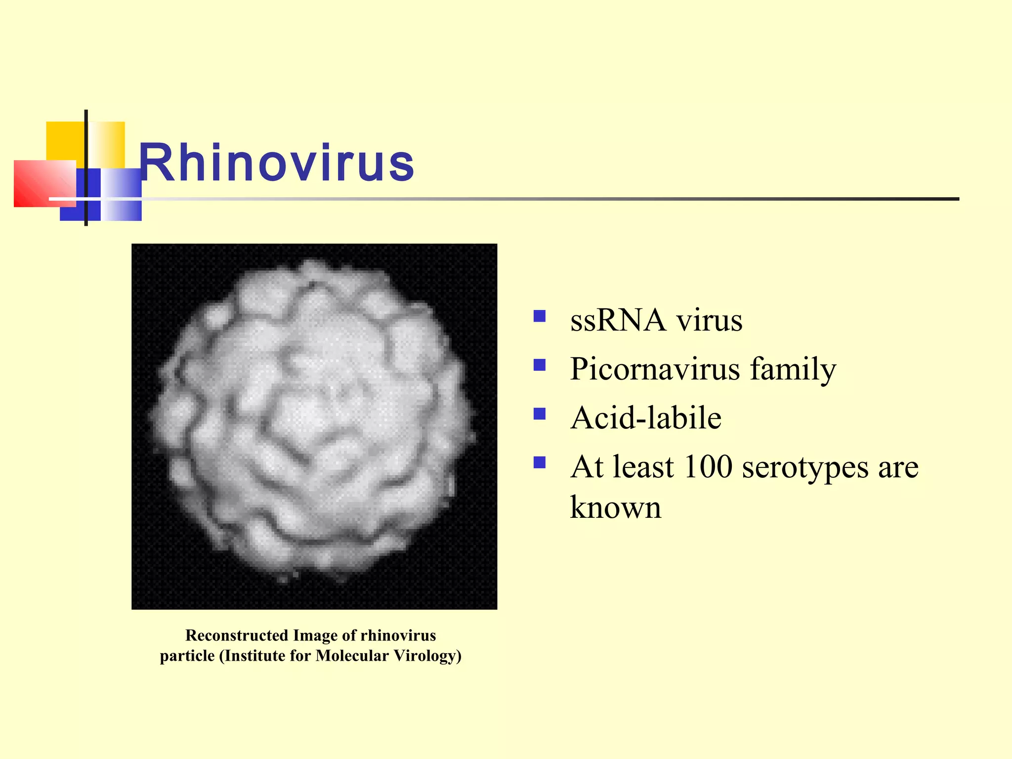 Rhinovirus
 ssRNA virus
 Picornavirus family
 Acid-labile
 At least 100 serotypes are
known
Reconstructed Image of rhinovirus
particle (Institute for Molecular Virology)
 