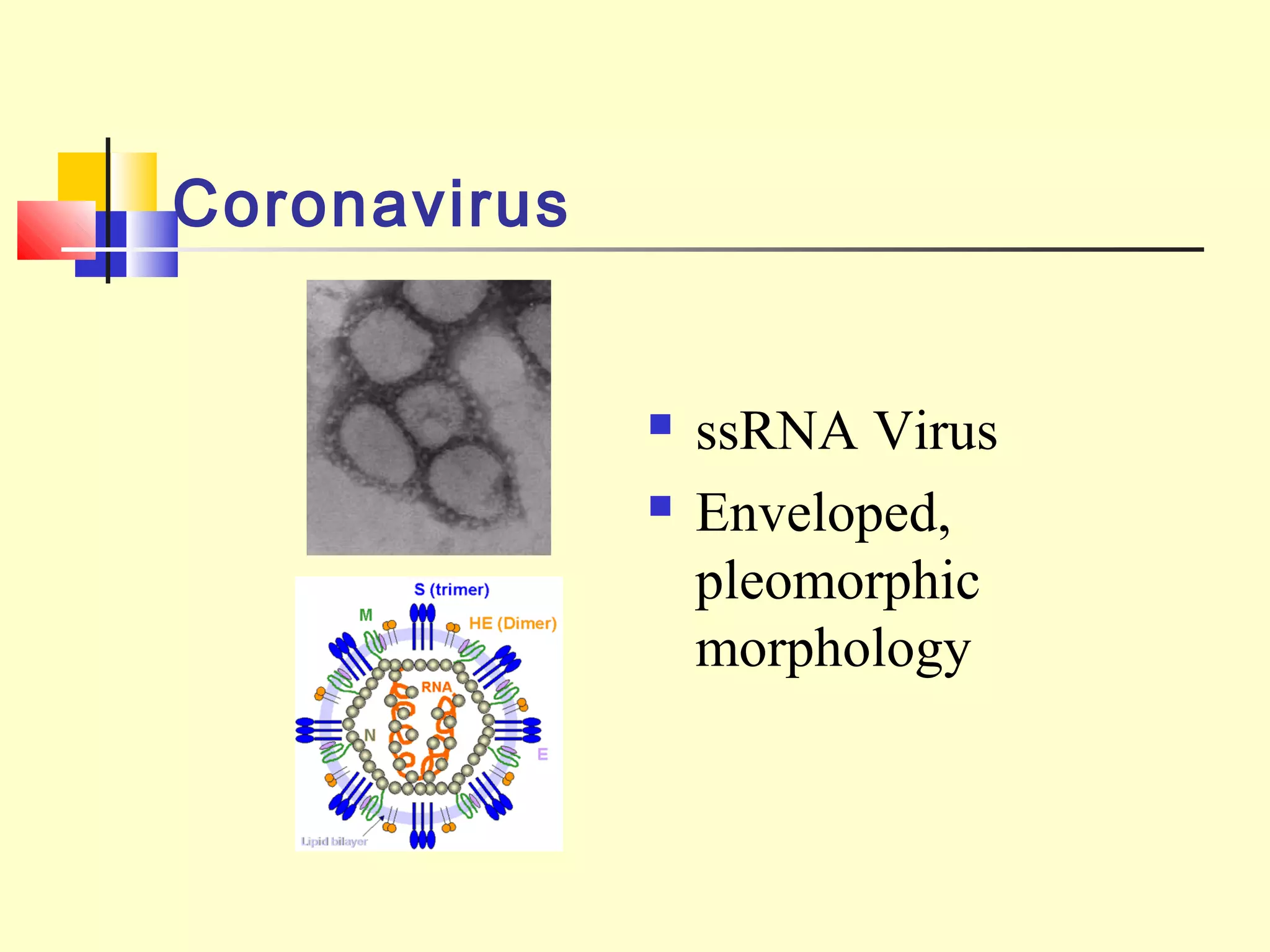 Coronavirus
 ssRNA Virus
 Enveloped,
pleomorphic
morphology
 