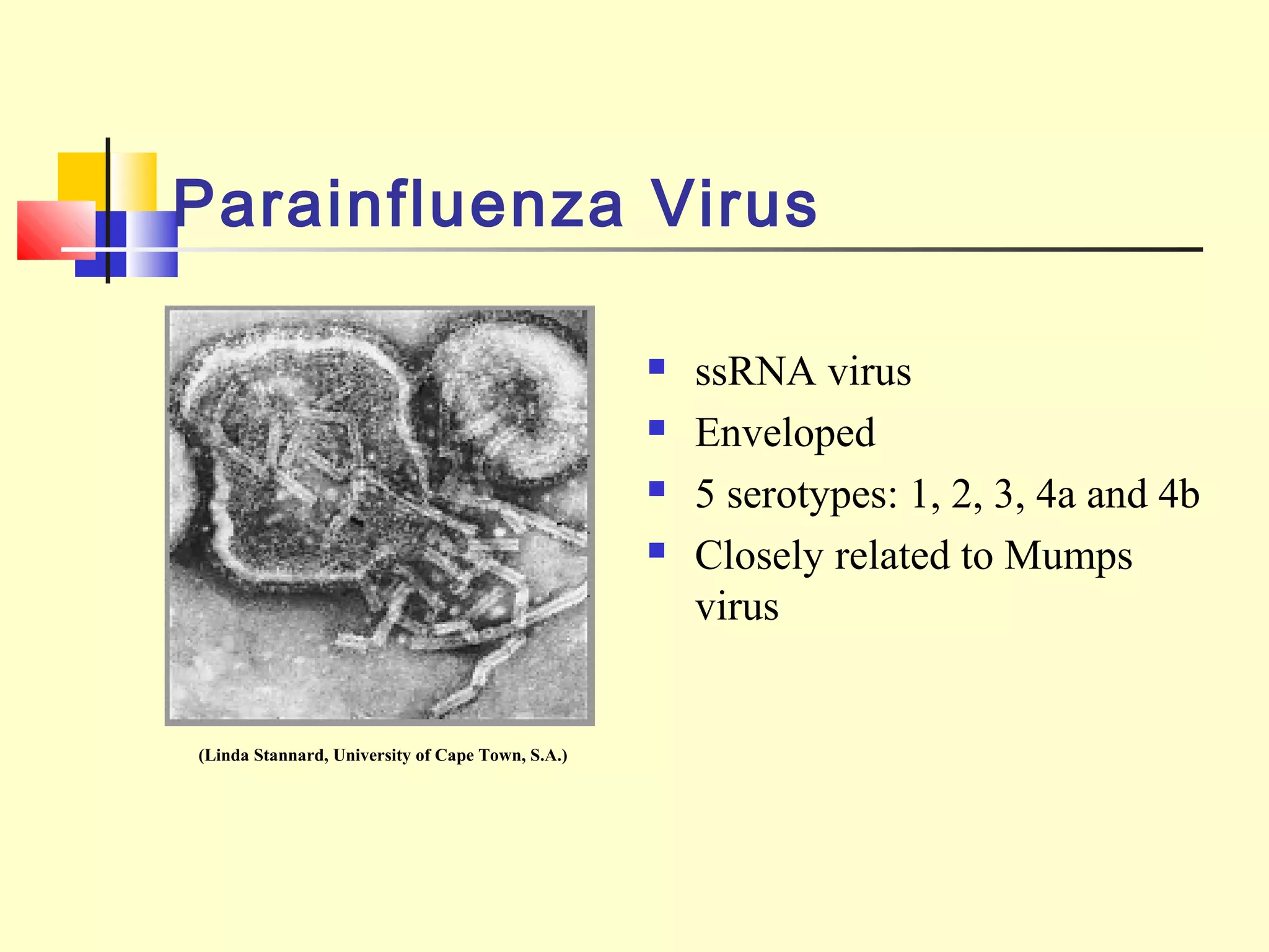Parainfluenza Virus
 ssRNA virus
 Enveloped
 5 serotypes: 1, 2, 3, 4a and 4b
 Closely related to Mumps
virus
(Linda Stannard, University of Cape Town, S.A.)
 