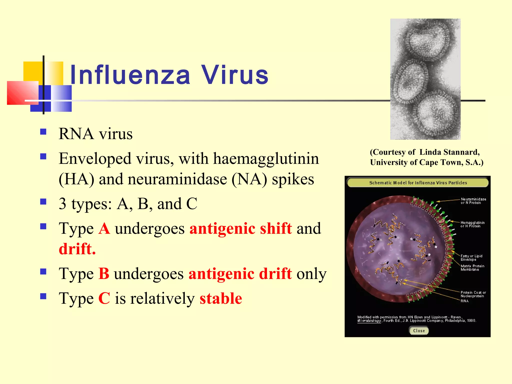 Influenza Virus
 RNA virus
 Enveloped virus, with haemagglutinin
(HA) and neuraminidase (NA) spikes
 3 types: A, B, and C
 Type A undergoes antigenic shift and
drift.
 Type B undergoes antigenic drift only
 Type C is relatively stable
(Courtesy of Linda Stannard,
University of Cape Town, S.A.)
 
