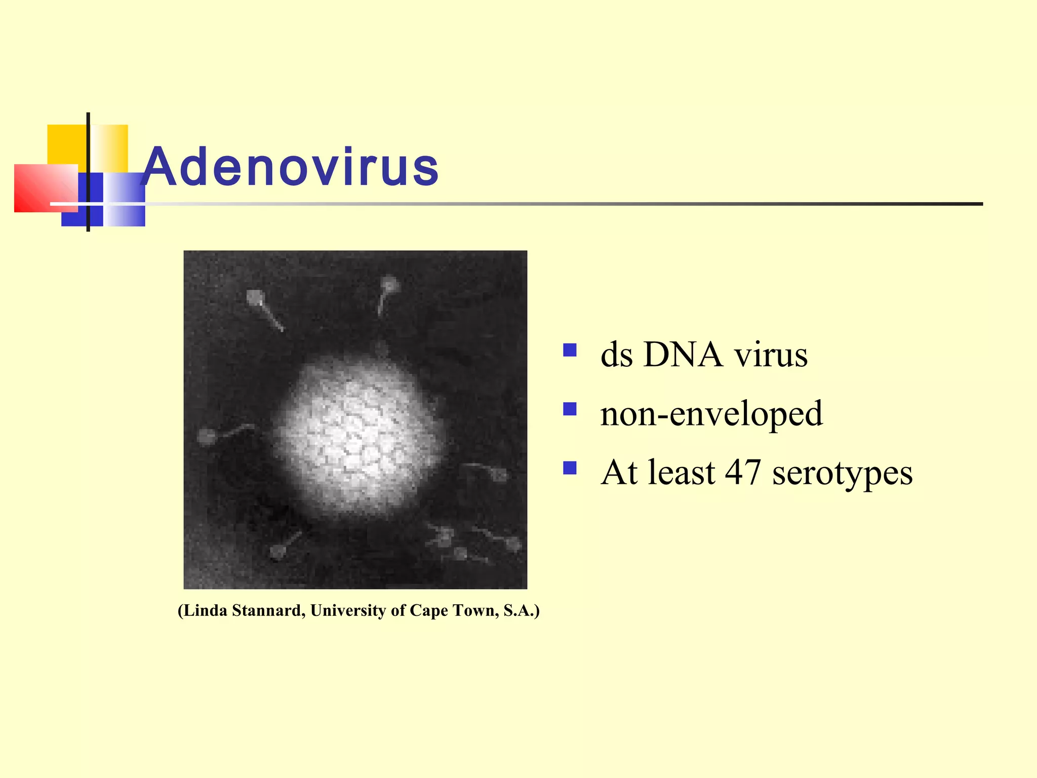 Adenovirus
 ds DNA virus
 non-enveloped
 At least 47 serotypes
(Linda Stannard, University of Cape Town, S.A.)
 