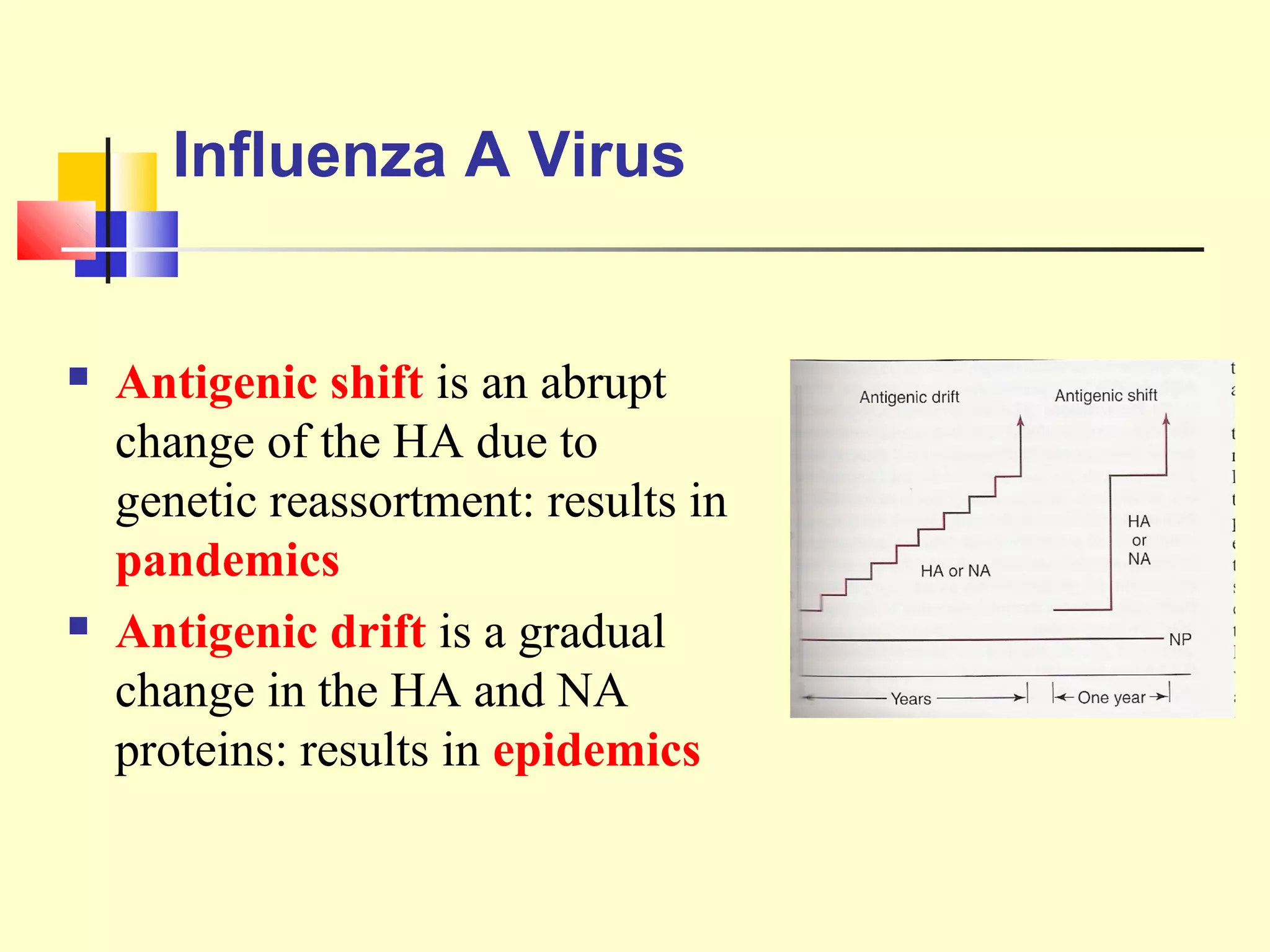 Influenza A Virus
 Antigenic shift is an abrupt
change of the HA due to
genetic reassortment: results in
pandemics
 Antigenic drift is a gradual
change in the HA and NA
proteins: results in epidemics
 