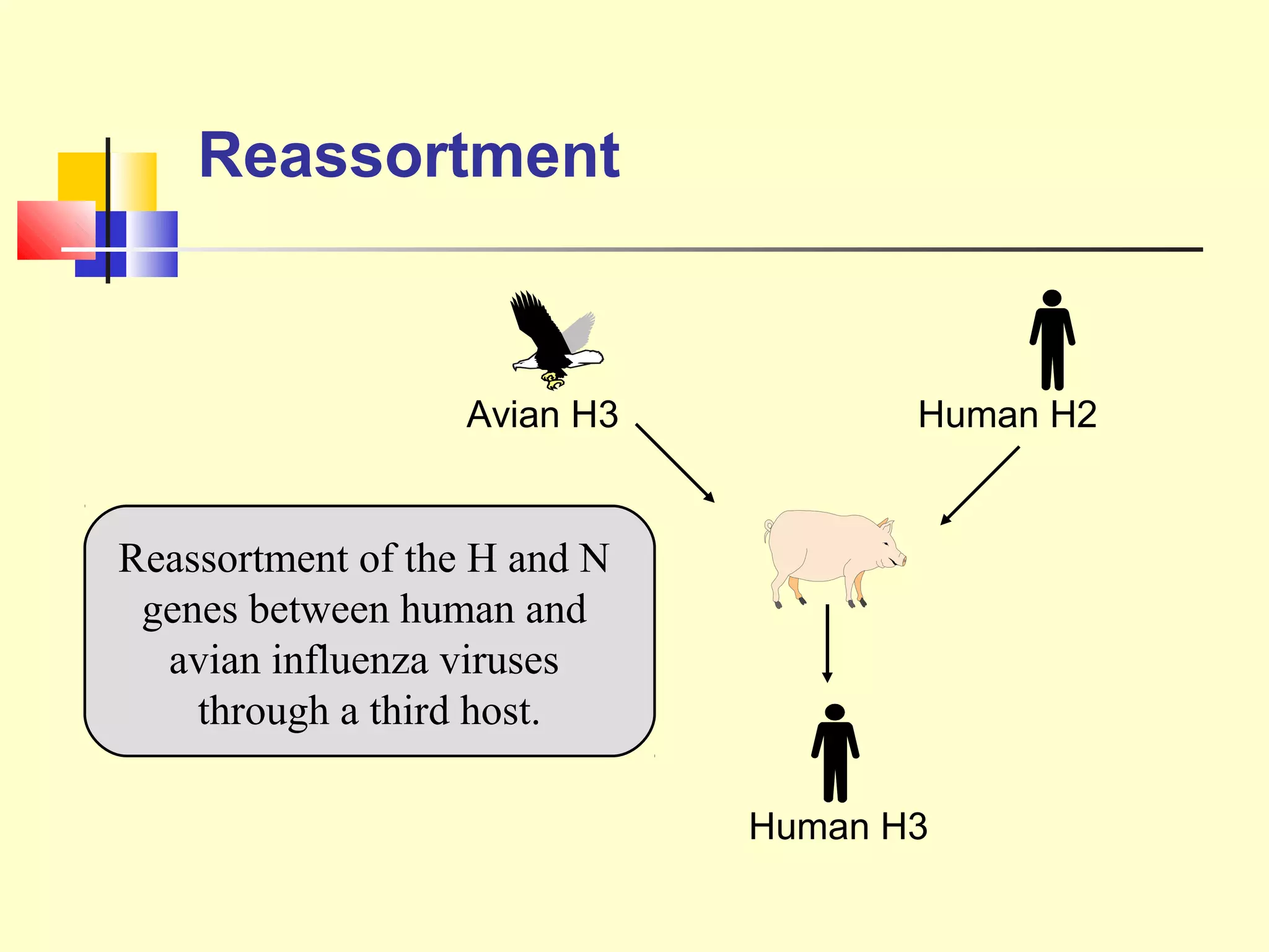 Reassortment
Avian H3 Human H2
Human H3
Reassortment of the H and N
genes between human and
avian influenza viruses
through a third host.
 
