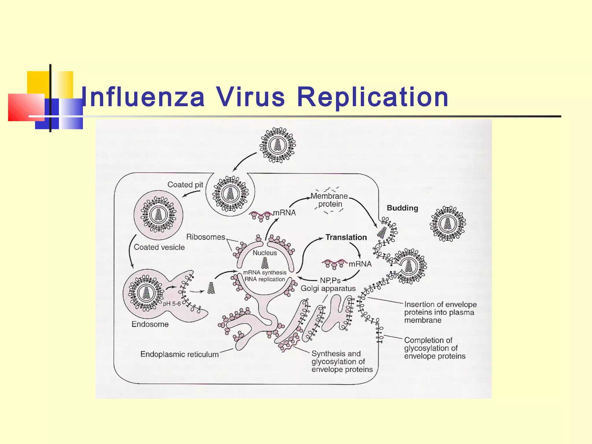 Influenza Virus Replication
 